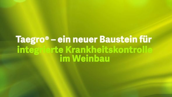 Taegro – ein neuer Baustein für  integrierte Krankheitskontrolle im Weinbau