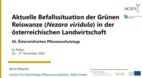 Aktuelle Befallssituation der Grünen Reiswanze