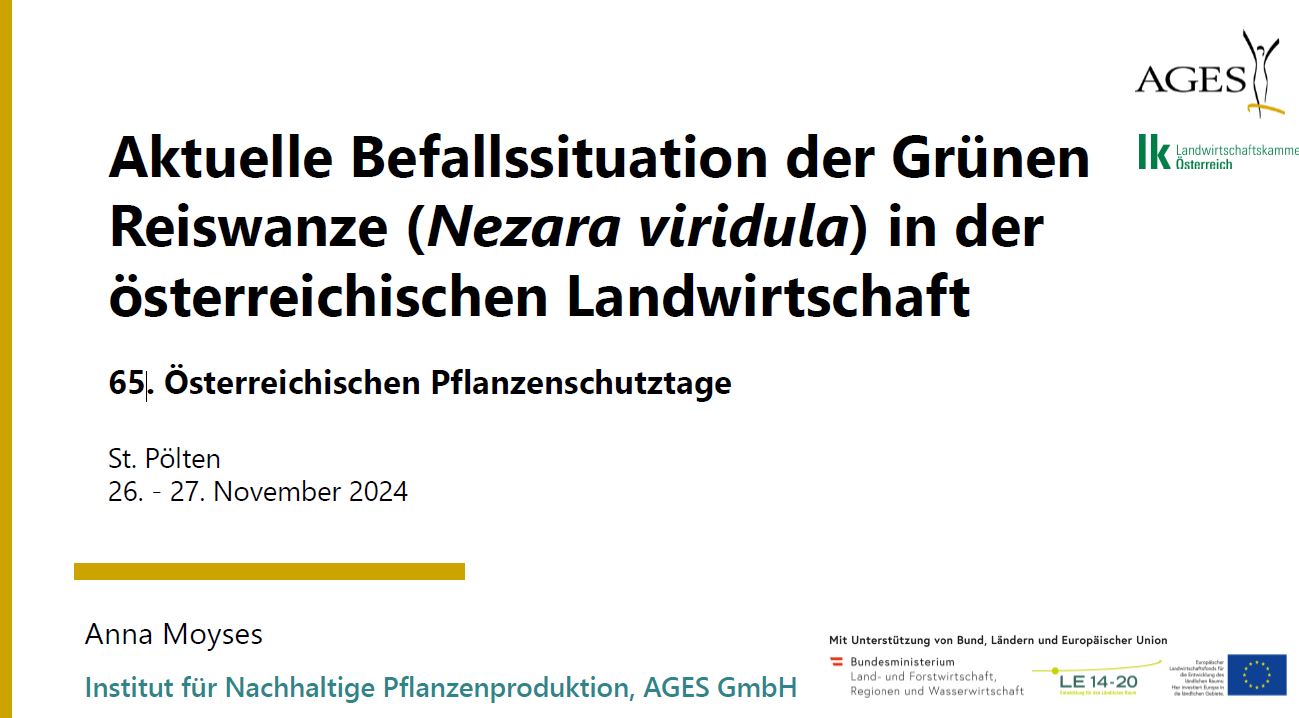 Mehr über den Artikel erfahren Aktuelle Befallssituation der Grünen Reiswanze