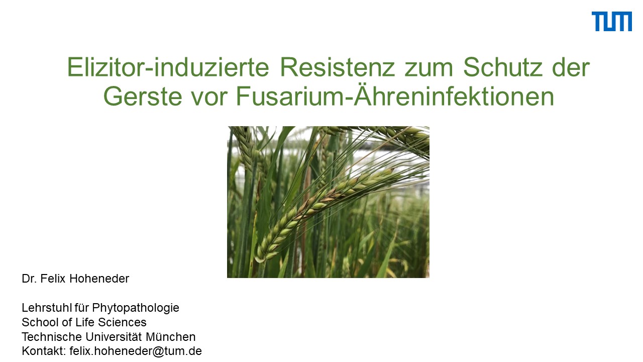 Mehr über den Artikel erfahren Elizitor induzierte Resistenz zum Schutz der Gerste vor Fusarium