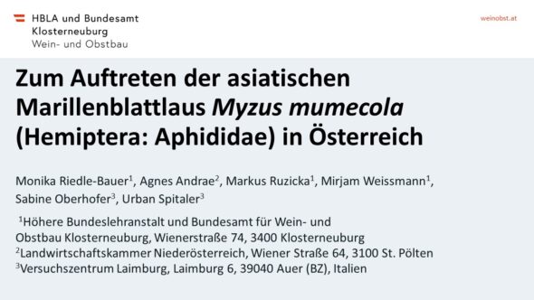 Zum Auftreten der asiatischen Marillenblattlaus Myzus mumecola