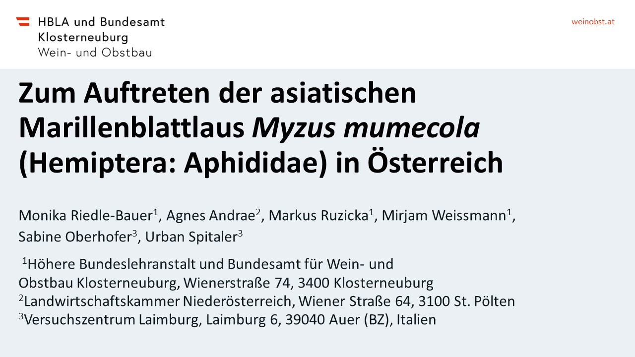 Mehr über den Artikel erfahren Zum Auftreten der asiatischen Marillenblattlaus Myzus mumecola